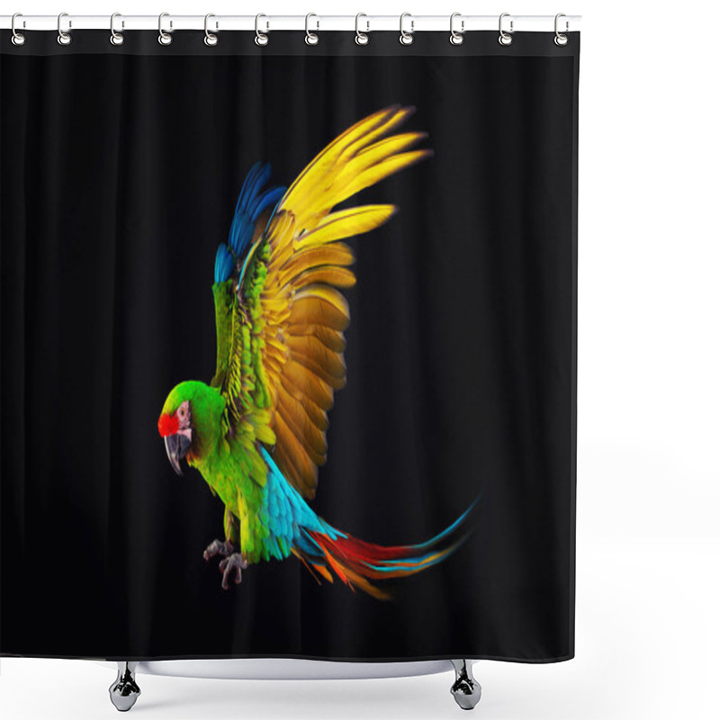 Personality  Flying Macaw Parrot Isolated On Black Background Shower Curtains