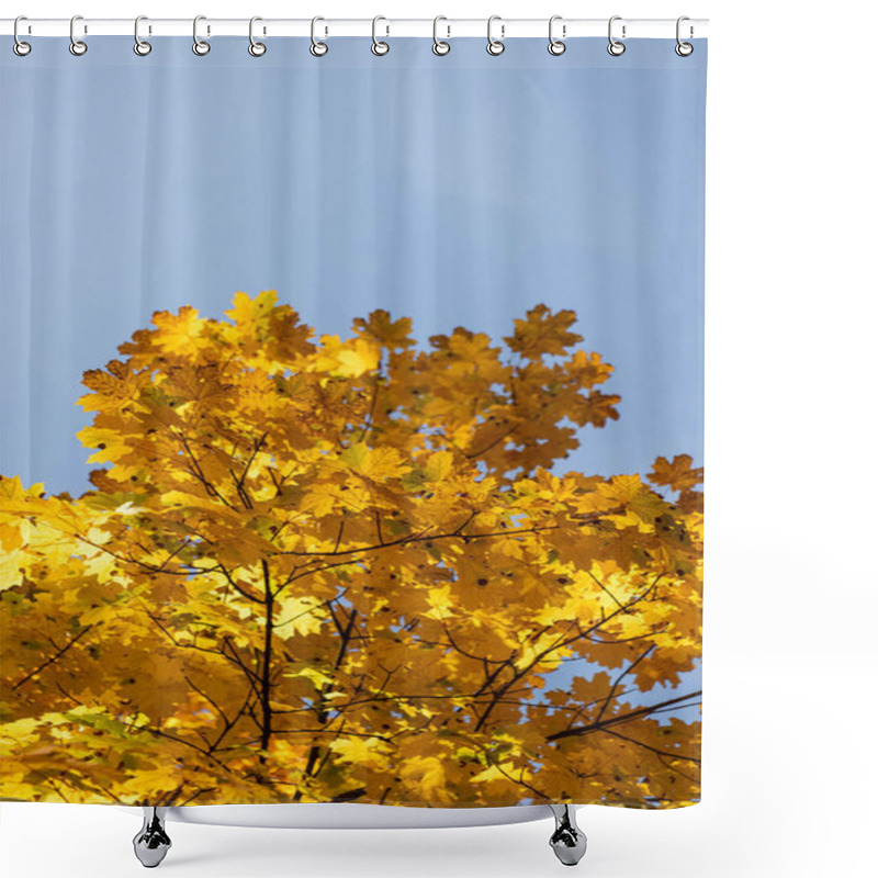 Personality  Close Up View Of Autumnal Tree With Golden Foliage On Blue Sky Background Shower Curtains