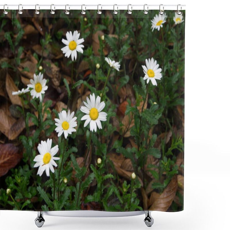 Personality  Oxeye Daisy Leucanthemum Vulgare. Flowers In Himalaya Mountain. Shower Curtains