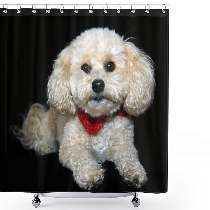 Personality  Cute Bichon Dog Laying Down. Sticking Out Tongue And Wearing A Christmas Bow On A Black Background. Cute White Dog. Christmas Dog. Dog For Christmas.  Shower Curtains