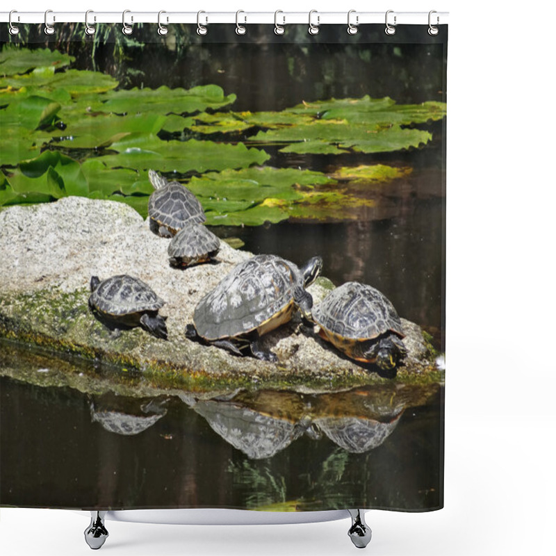 Personality  Animals - Turtles On The Water Shower Curtains