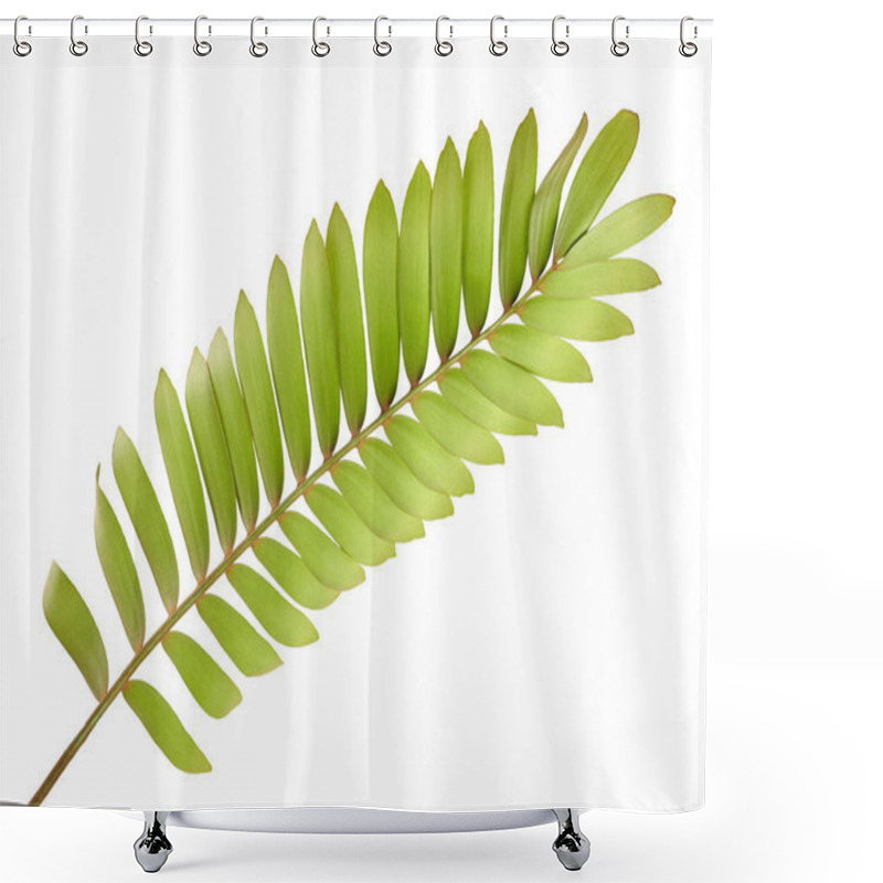 Personality  Cardboard Palm Or Zamia Furfuracea Or Mexican Cycad Leaf  Isolated On White Background, With Clipping Path Shower Curtains