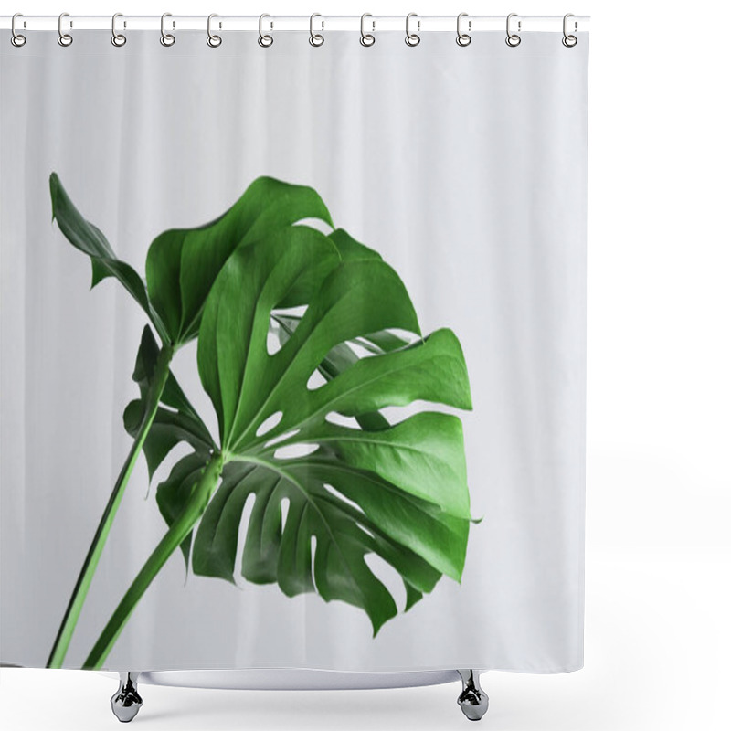 Personality  Beautiful Monstera Leaves On White Background. Tropical Plant Shower Curtains