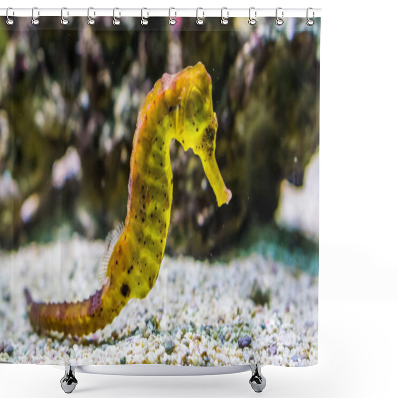 Personality  Portrait Of A Common Yellow Estuary Seahorse With Black Spots, Tropical Aquarium Pet From The Indo-pacific Ocean Shower Curtains