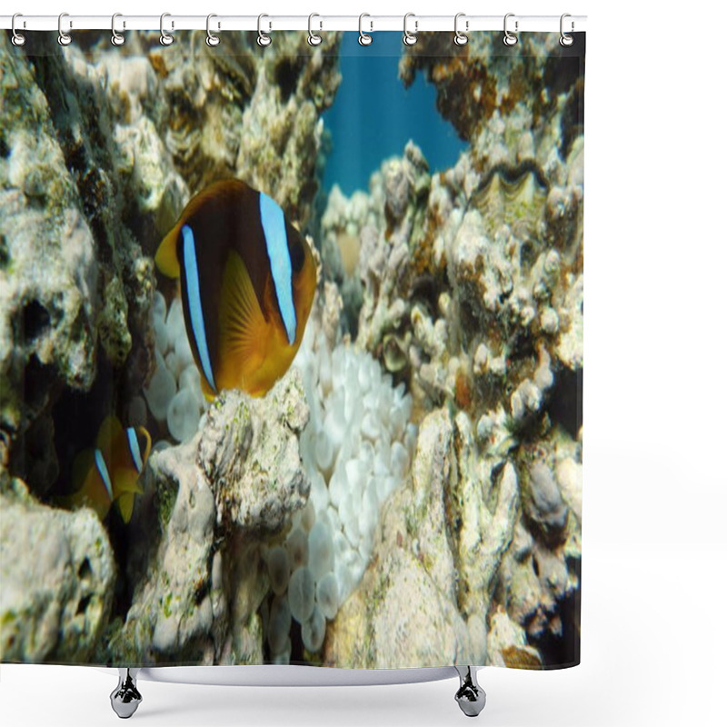 Personality  Clown Fish Amphiprion (Amphiprioninae). Red Sea Clown Fish. Shower Curtains