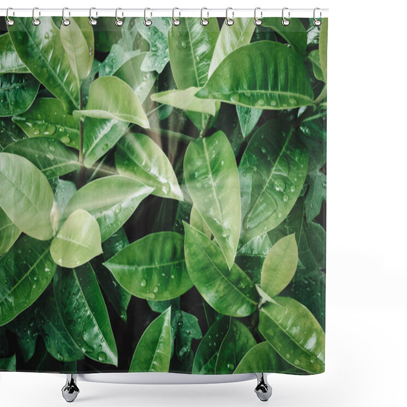 Personality  Tropical Green Leaf With Raindrop Natural Background Shower Curtains