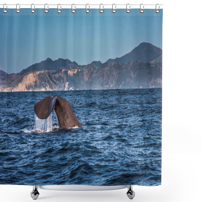 Personality  Sinking Sperm Whale In Kaikoura Shower Curtains