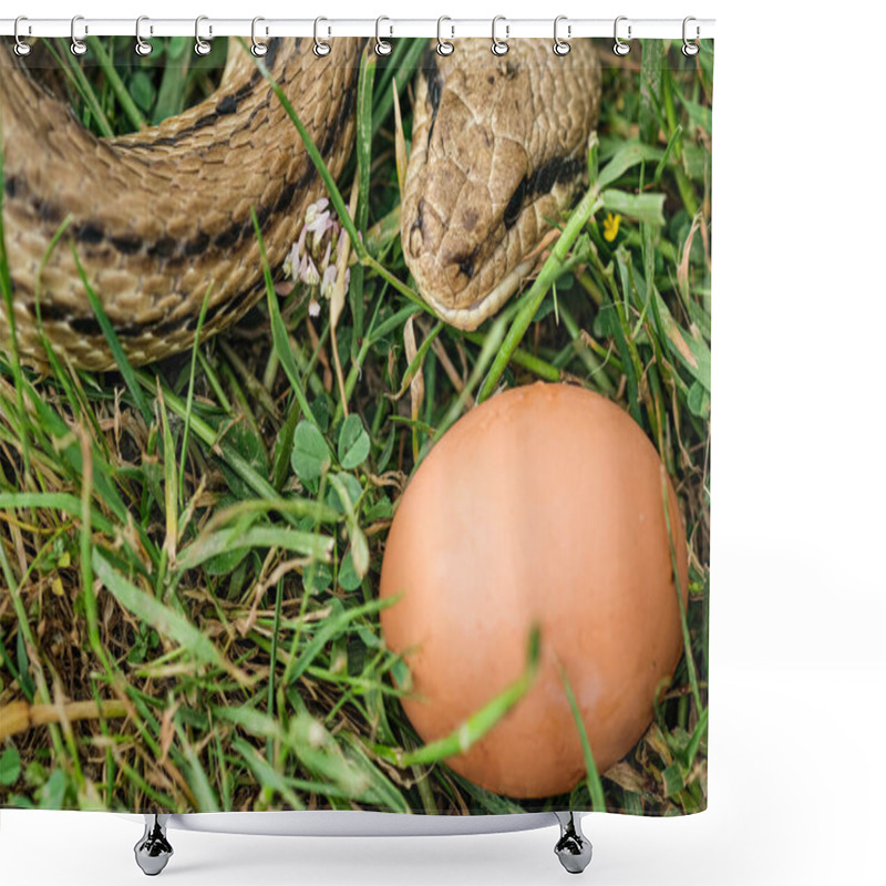 Personality  Snake Egg Eater Species,predator Reptile Eye,skin Details,cervone Serpent Shower Curtains