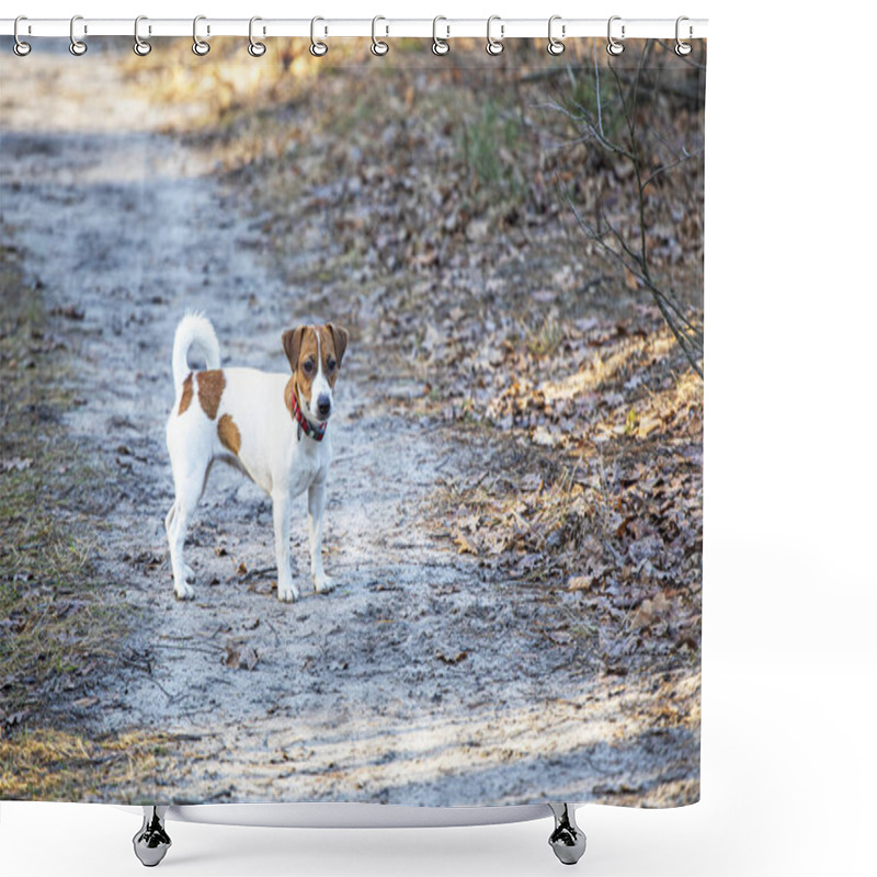 Personality  Beautiful Female Jack Russell Terrier Walking In The Forest On A Sunny Day Shower Curtains