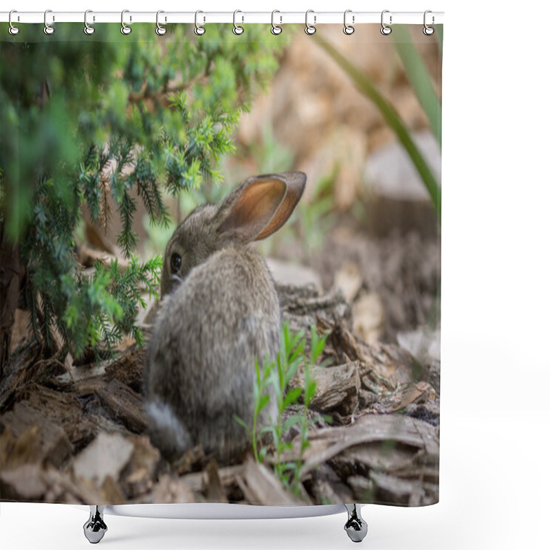 Personality  Rabbit Is Beautiful Animal Of Nature Shower Curtains