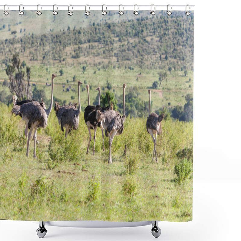 Personality  Ostriches  Walking On Savanna In Africa. Safari. Kenya Shower Curtains