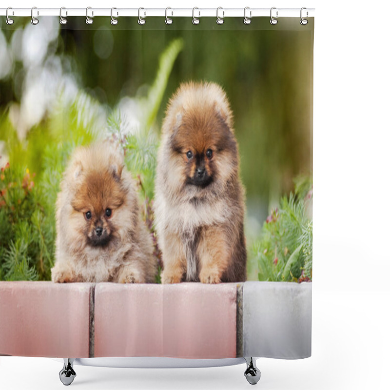 Personality  Two Young Puppy Spitz  Shower Curtains