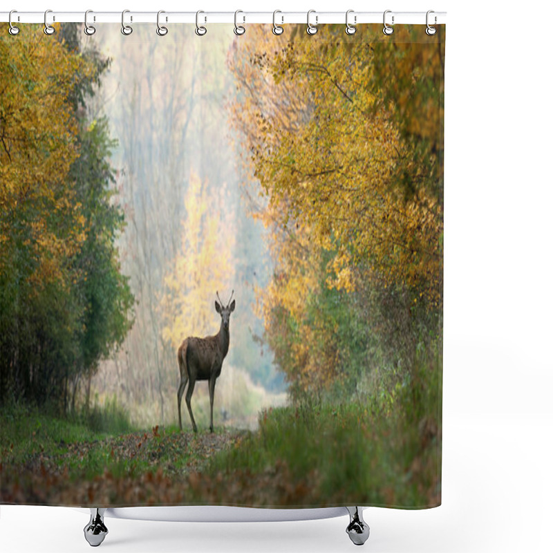 Personality  Young Red Deer On Autumn Background Shower Curtains