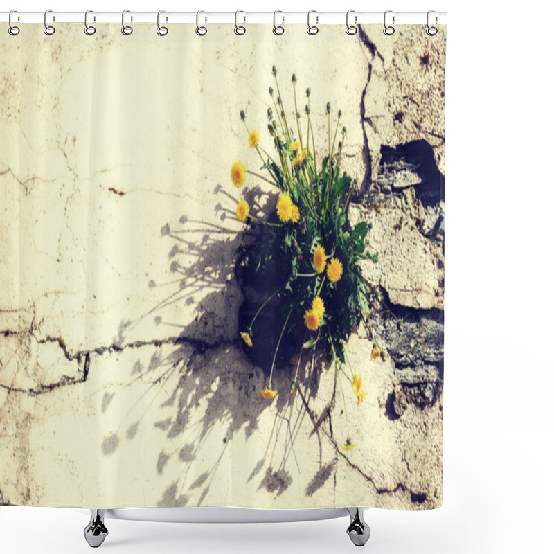 Personality  Old Cracked Wall With Spring Dandelions Shower Curtains