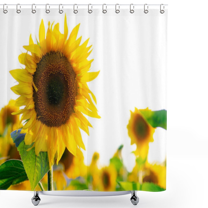 Personality  Agricultural Sunflower Field On Bright Summer Sultry Day, Agriculture Concept Shower Curtains