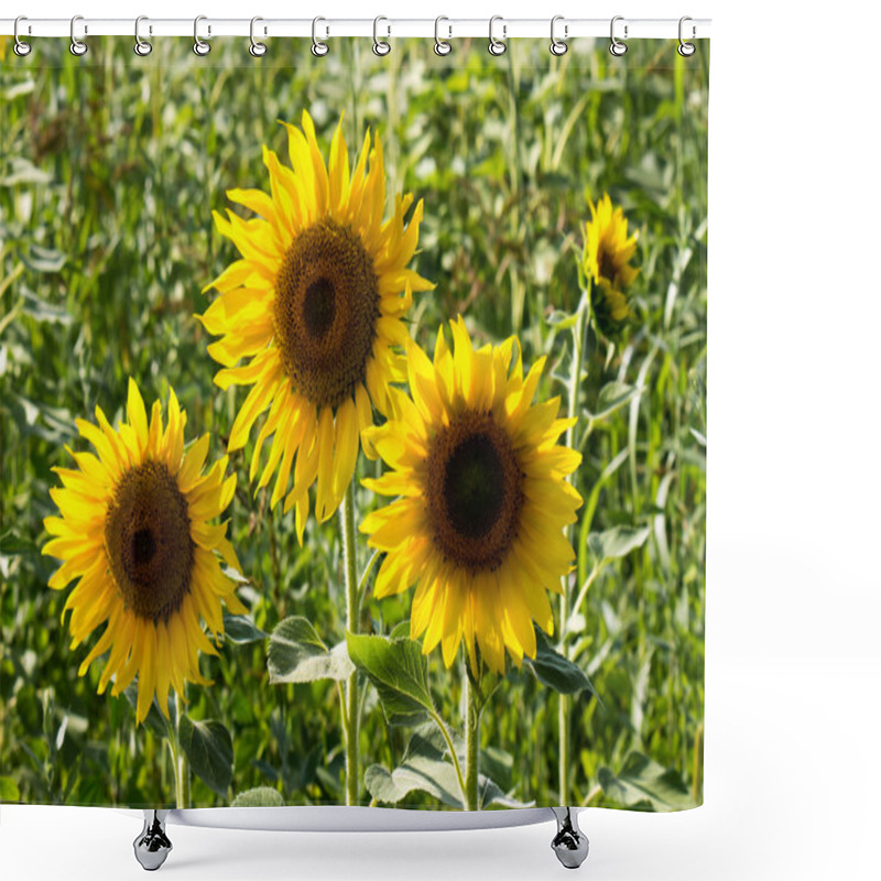 Personality  Tree Sunflower Shower Curtains