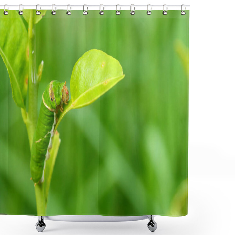 Personality  Butterfly Caterpillar Eating Kaffir Lime Leaves. Shower Curtains