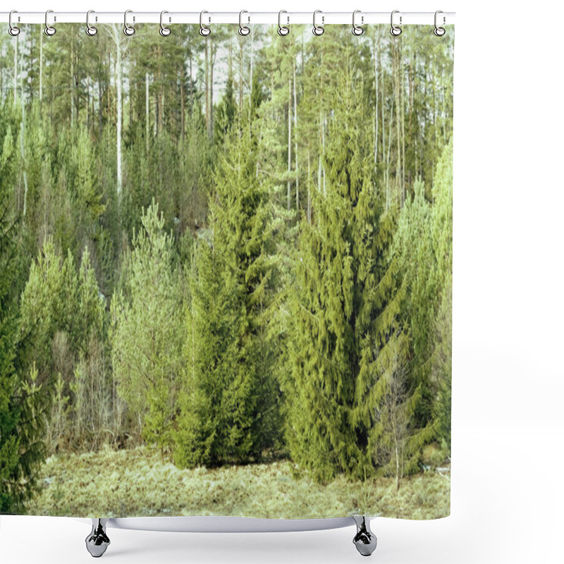 Personality  Norway Spruce, Picea Abies Shower Curtains