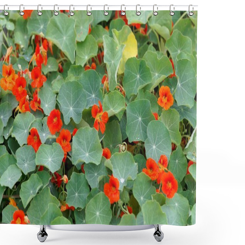 Personality  Red Flowers Of Garden Nasturtium, Tropaeolum Majus, With Leaves.  Shower Curtains