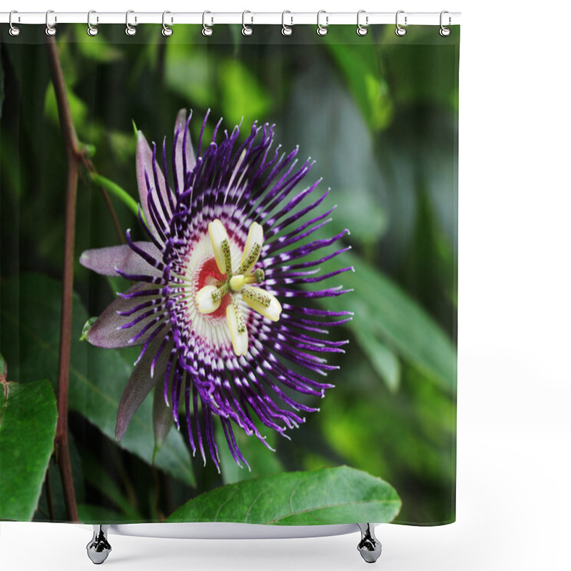 Personality  Passion Fruit Flower Shower Curtains