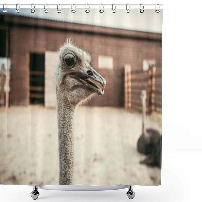 Personality  Closeup Shot Of Ostrich Muzzle On Blurred Background In Corral At Zoo Shower Curtains