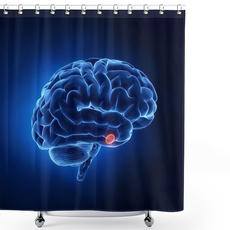 Personality  Pituitary Gland Part - Human Brain In X-ray View Shower Curtains