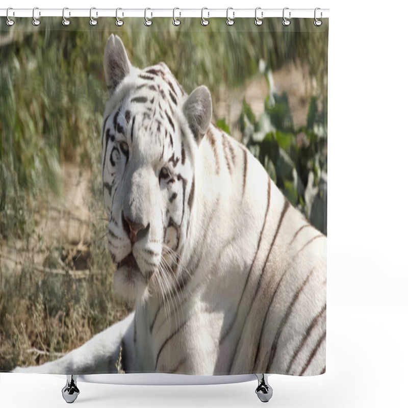 Personality  Sunlight On White Tiger Lying Outside In Zoo Shower Curtains