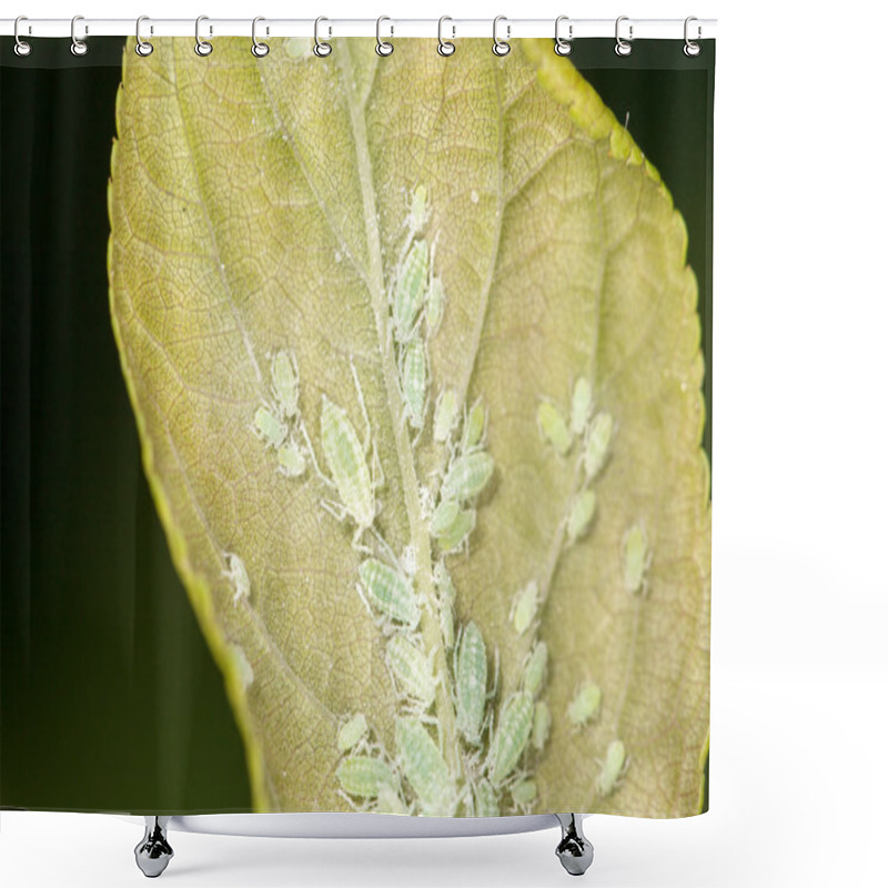 Personality  Aphids On A Green Leaf. Close Shower Curtains