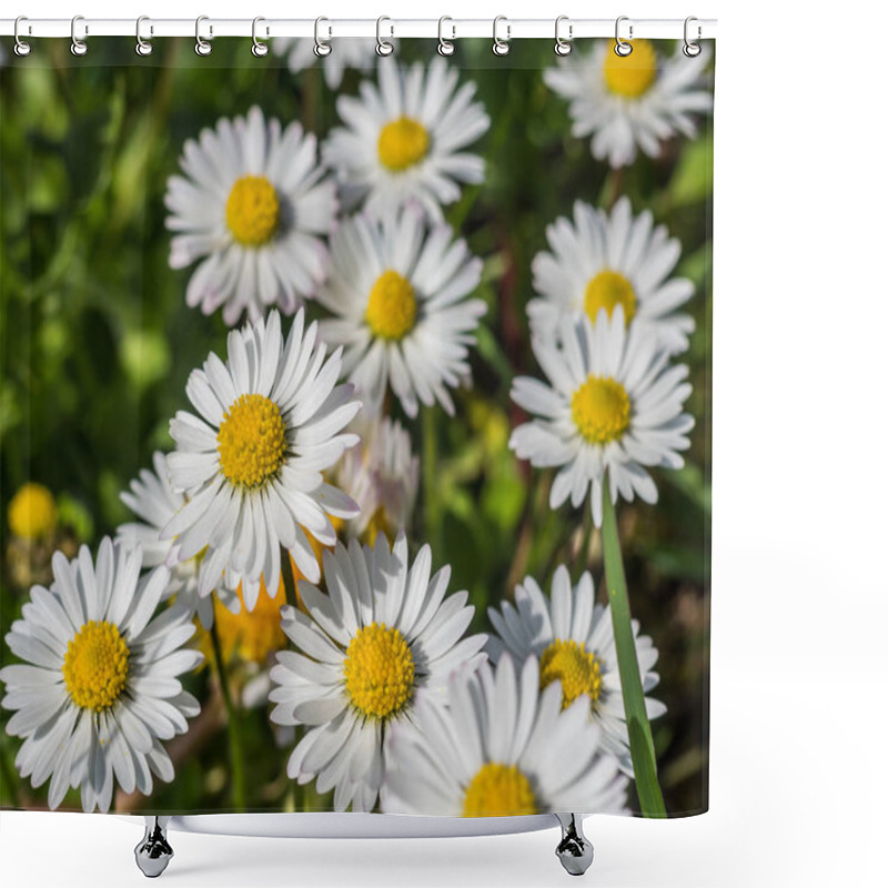 Personality  Daisies In Garden Background Shower Curtains