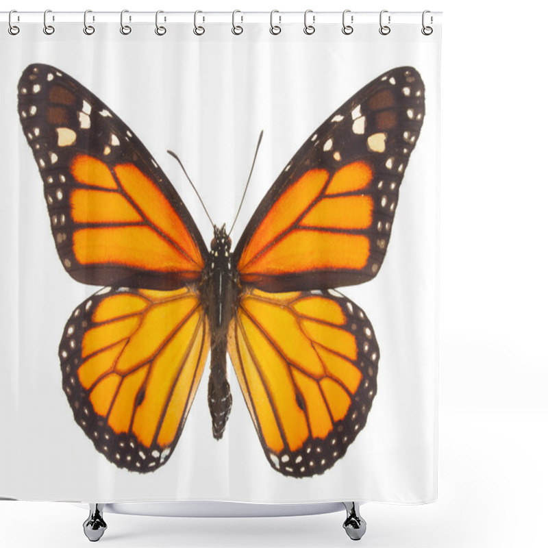 Personality  Peacock Butterfly Shower Curtains