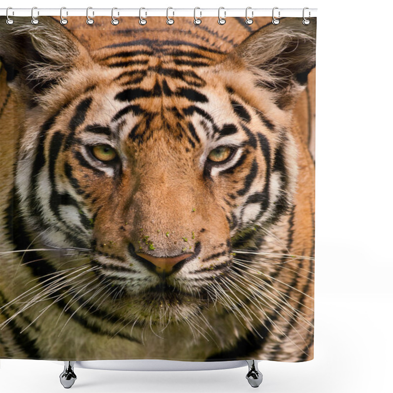 Personality  Tiger Close Up Shower Curtains