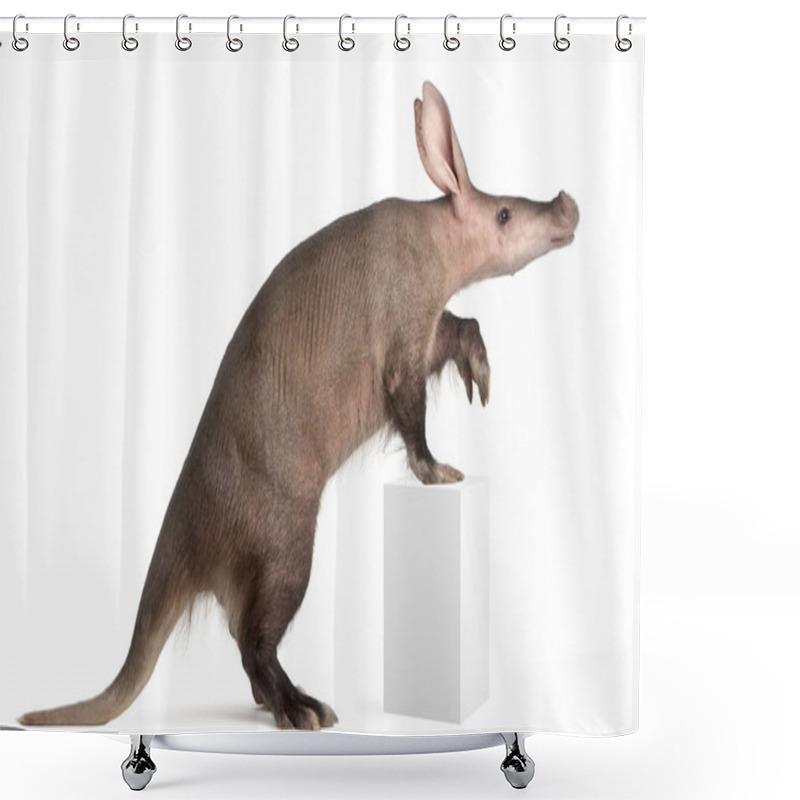 Personality  Aardvark, Orycteropus, 16 Years Old, Standing In Front Of White Background Shower Curtains