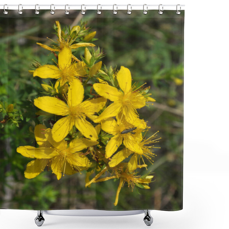 Personality  It Blooms In The Wild Hypericum Perforatum Shower Curtains