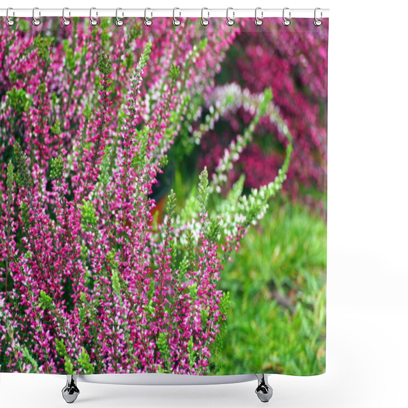 Personality  Pink Heather Flowers. Shower Curtains