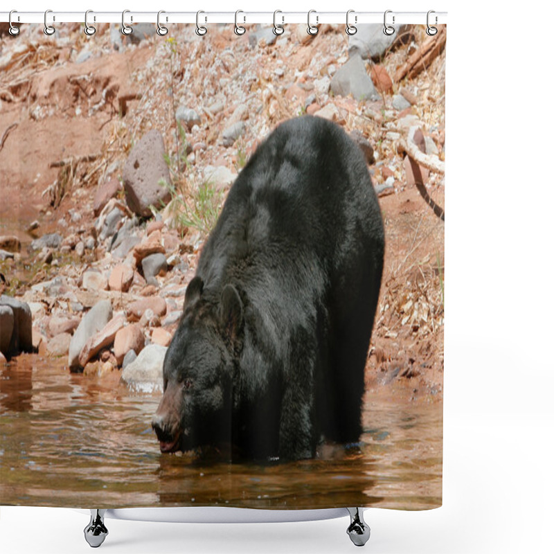 Personality  American Black Bear Going Into The Water Shower Curtains