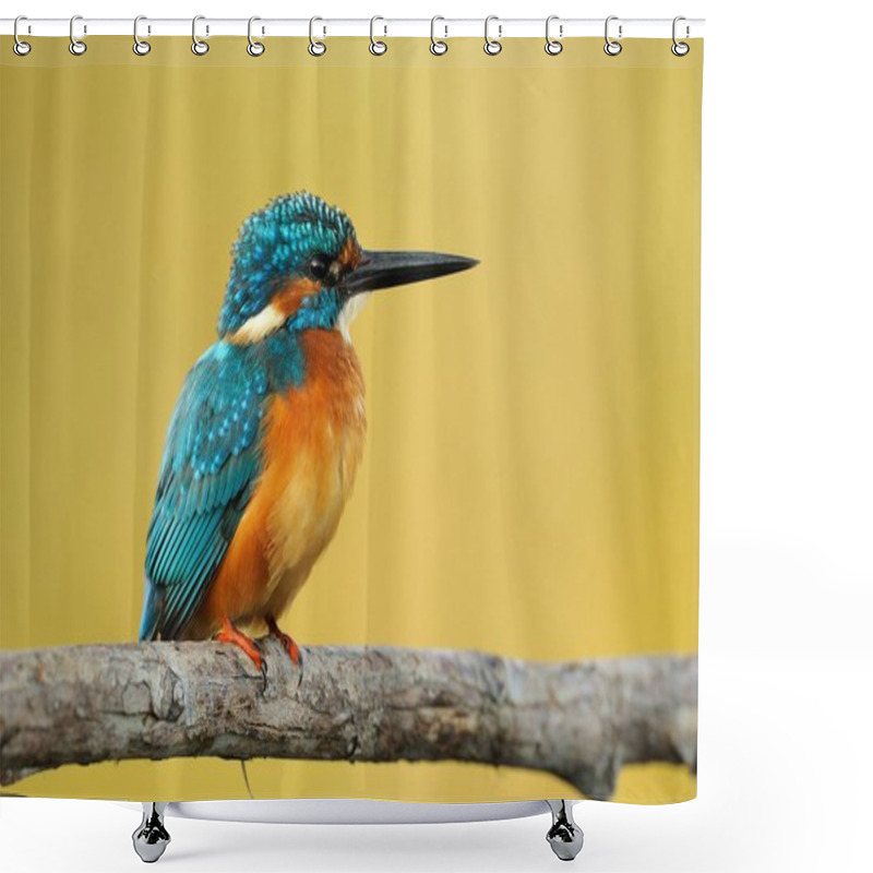 Personality  Kingfisher (Alcedo Atthis) Shower Curtains