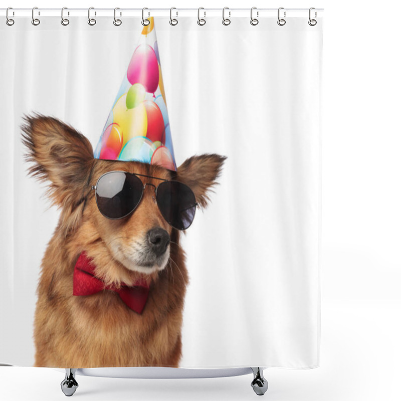 Personality  Close Up Of Cool Classy Dog Ready For Birthday Party Shower Curtains