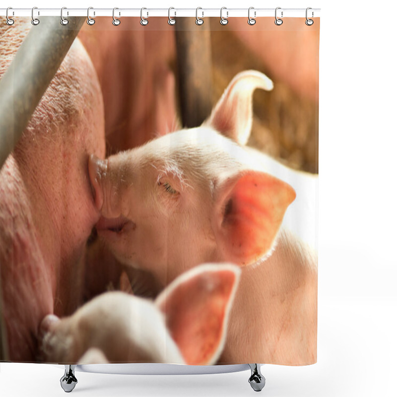 Personality  Piglet Nursing Shower Curtains