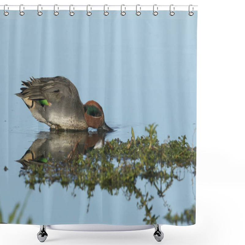 Personality  A Stunning Drake Teal Duck, Anas Crecca, Dabbling For Food At The Edge Of A Freshwater Lake, On The Norfolk, Coast. Shower Curtains