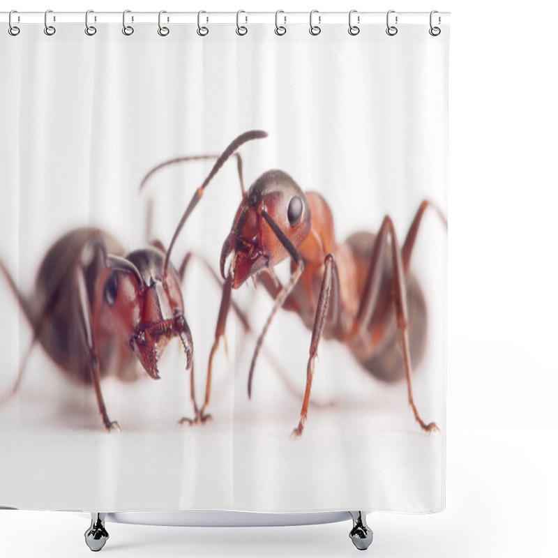 Personality  Each Ant Has Very Individual Character And Image Shower Curtains