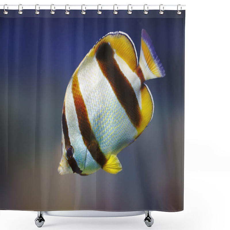 Personality  South African Butterflyfish Shower Curtains