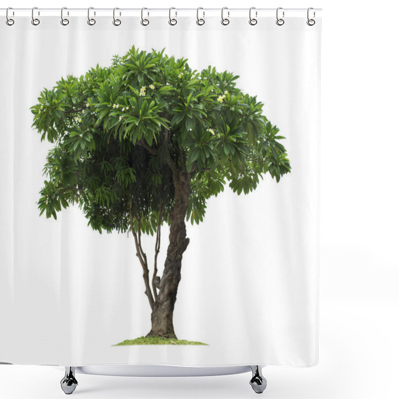 Personality  Plumeria Tree Isolated On White Background With Clipping Paths For Garden Design.Tropical Trees Popularly Used To Decorate The Garden Outside The Building. Shower Curtains