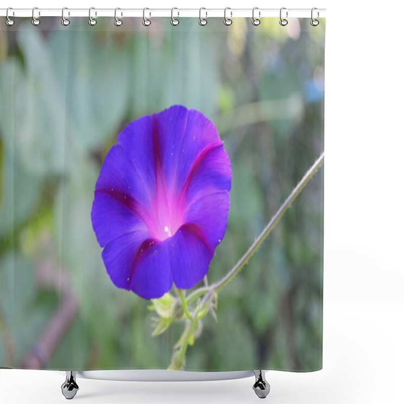 Personality  Morning Glory Shower Curtains