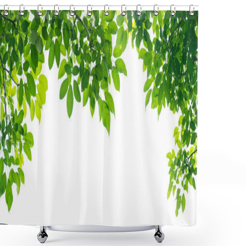 Personality  Panoramic Green Leaves On White Background Shower Curtains