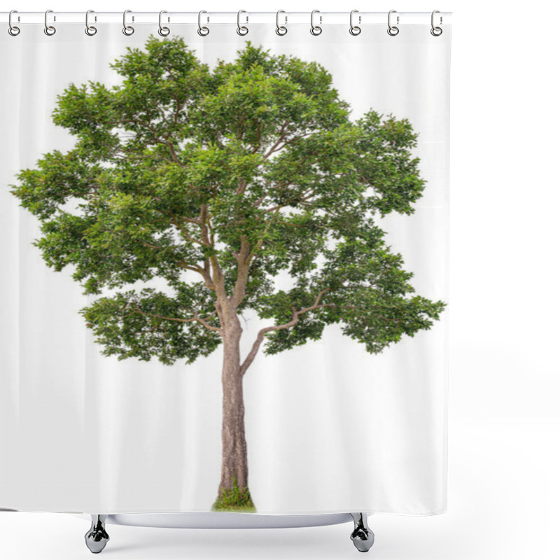 Personality  Isolated Of Big Almond Tree Or Thai 's Name Is Grabok On White Background With Clipping Path. Cutout Tree For Use As A Raw Material For Editing Work. Shower Curtains