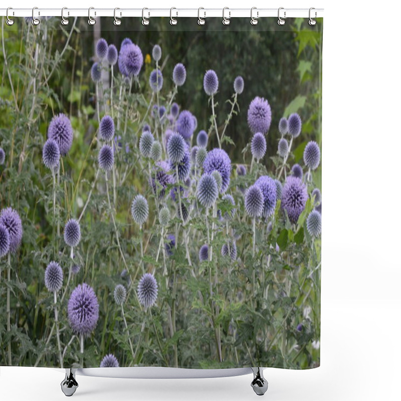 Personality  Echinops Ritro L, Globe Thistle , Small Globe Thistle.Echinops Flowers In The Garden.Blue Balls Flowers Of Echinops Ritro Known As Southern Globethistle In Ukraine Shower Curtains