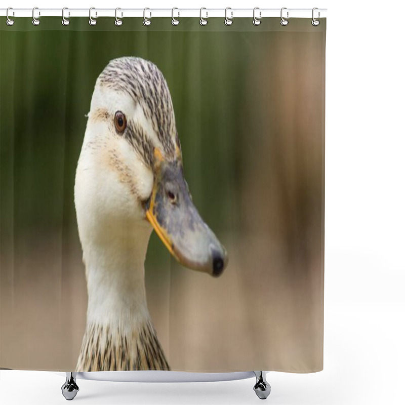 Personality  Female Duck / Female Duck Shower Curtains