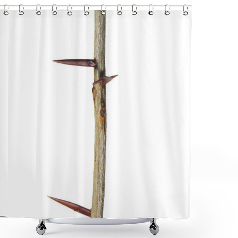 Personality  A Branch Of A Tree With Sharp Long Xiphoid Thorns On A White Background. Shower Curtains