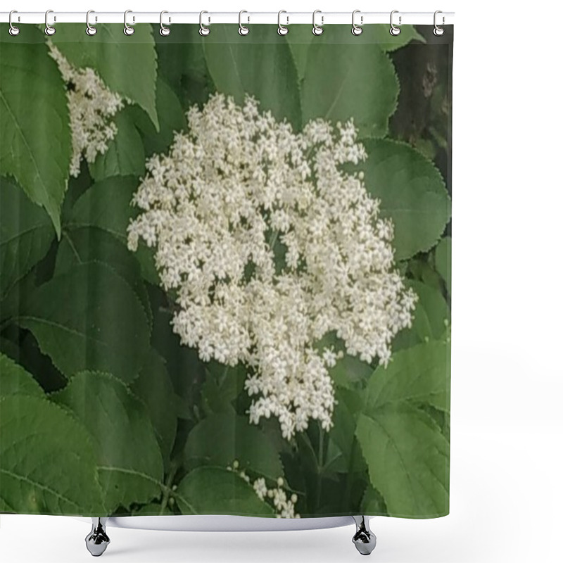 Personality  Elderberry (Sambucus) Is A Genus Of Flowering Plants In The Adoxaceae Family. Shower Curtains