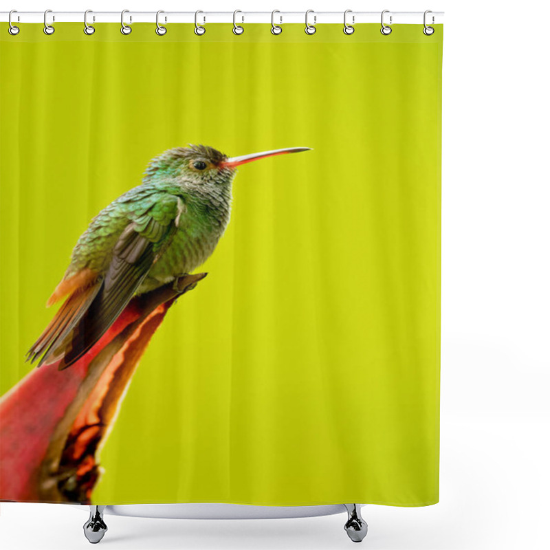 Personality  Rufous-tailed Hummingbird (Amazilia Tzacatl) Is A Medium-sized Hummingbird That Breeds From East-central Mexico, Through Central America And Colombia, East To Western Venezuela And South Through Western Ecuador To Near The Border With Peru. Shower Curtains